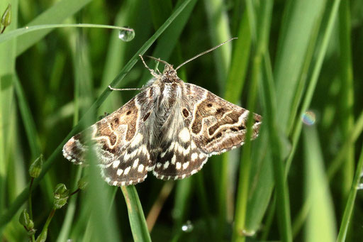 Scheck-Tageule - Euclidia mi; Wiese im Moosalbtal (G. Franke, 21.05.2023)