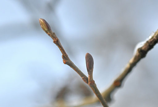 Knospen der Schwarzerle - Alnus glutinosa (G. Franke, 04.01.2025, bei Ittersbach)