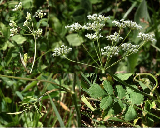 Kleine Bibernelle - Pimpinella saxifraga; Wiese bei Karlsbad-Spielberg (G. Franke, Juni 2022)