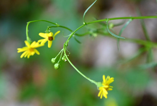 Schmalblättriges Greiskraut - Senecio inaequidens; Waldwegrand zwischen Karlsbad-Spielberg und K.-Ittersbach (G. Franke, 15.08.2024)