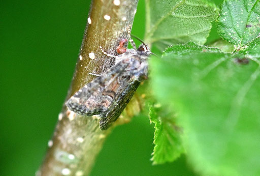 Artenpaar Dunkles/ Buntes Halmeulchen - Oligia latruncula/ versicolor; Hasel-Efeugebüsch bei Spielberg (G. Franke, 18.05.2024) Danke für die Bestimmungshilfe im Lepiforum