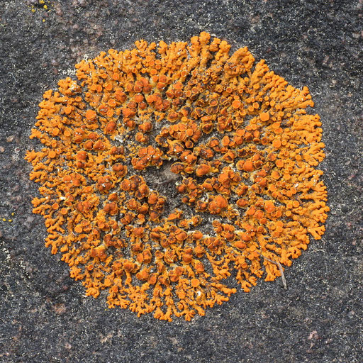Rosettenförmig gewachsener, 20 mm breiter Thallus, im mittleren Bereich Apothecien, außen Loben. Foto: Bernd Miggel.