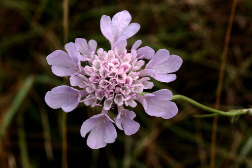 Tauben-Skabiose - Scabiosa columbaria; Kalkmagerrasen bei Dietlingen (G. Franke, August 2019)