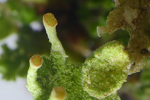 Becher von Cladonia fimbriata mit mehlig-sorediöser Oberfläche und mit bräunlichen Pünktchen (Pyknidien). Foto: Bernd Miggel.