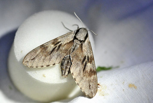 Kiefern-Schwärmer - Sphinx pinastri  (Hyloicus pinastri) (G. Franke)