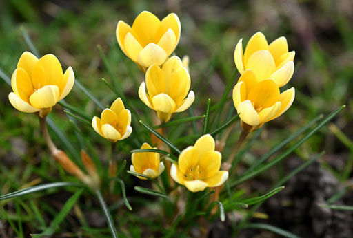 Die Krokusse sind in voller Blüte (G. Franke, 14.02.2024)