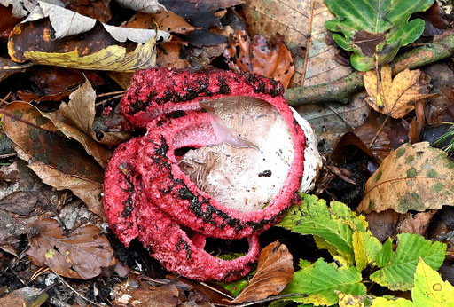 Tintenfischpilz - Clathrus archeri; bei Ittersbach (G. Franke, 20.10.2024)