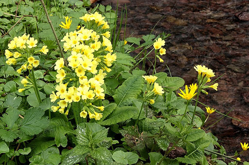 Hohe Schlüsselblume - Primula elatior; Bachrand zwischen Karlsbad-Ittersbach und Straubenhardt-Pfinzweiler (G. Franke, 05.04.2017)