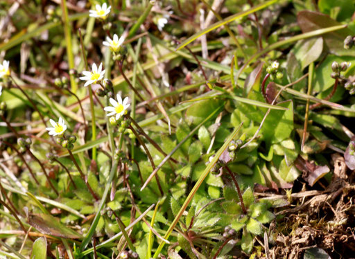 Frühlings-Hungerblümchen - Erophila verna; bei Karlsbad-Spielberg (G. Franke)