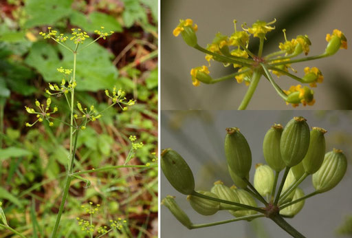 Gewöhnlicher Pastinak - Pastinaca sativa; Wegrand bei Dobel (G. Franke, 22.07.2018)