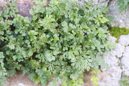 Mauerraute  - Asplenium ruta-muraria; Trockenmauer bei Ettlingen (G. Franke)