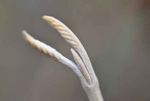Wolliger Schneeball - Viburnum lantana; bei Karlsbad-Spielberg (G. Franke, 17.12.2024)