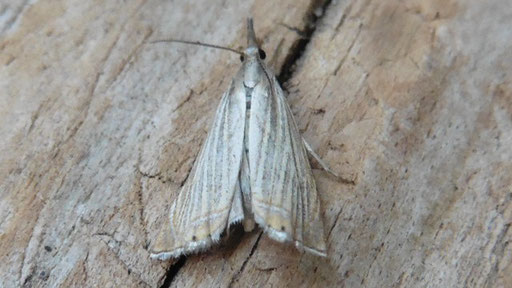 Chrysoteuchia culmella - ein Zünsler(H. Schuldt)