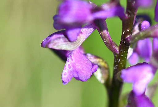 Blüte des Kleinen Knabenkrautes - Anacamptis morio (G. Franke, 11.04.2024)