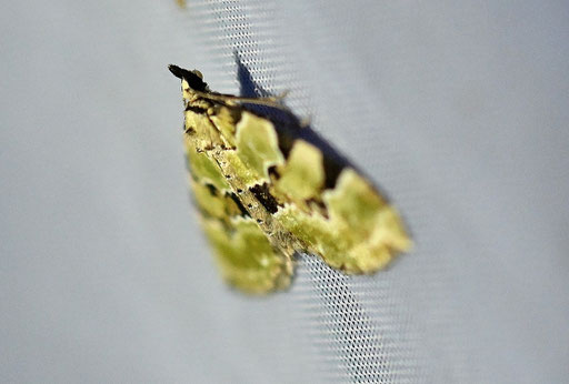 Prachtgrüner Bindenspanner - Colostygia pectinataria (G. Franke)