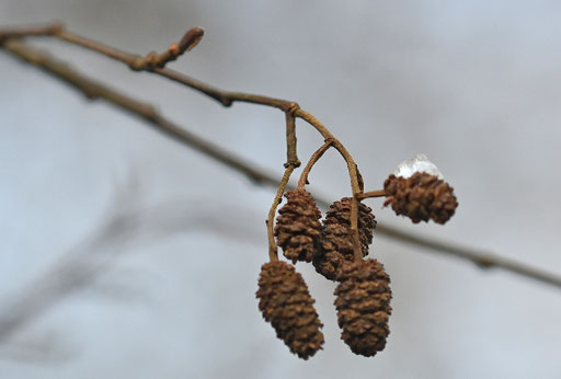 Schwarz-Erle - Alnus glutinosa; Nähe Bienenlehrpfad bei Karlsbad-Ittersbach (G. Franke, 04.01.2025)