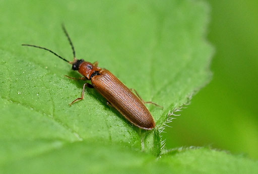 Zahnhalsiger Schnellkäfer - Denticollis linearis; Waldwegrand - Moosalbtalhang (G. Franke, 06.05.2025)