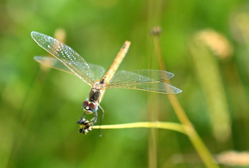Frühe Heidelibelle - Sympetrum fonscolombii; Wiese bei Karlsbad-Spielberg (G. Franke, 14.06.2025)