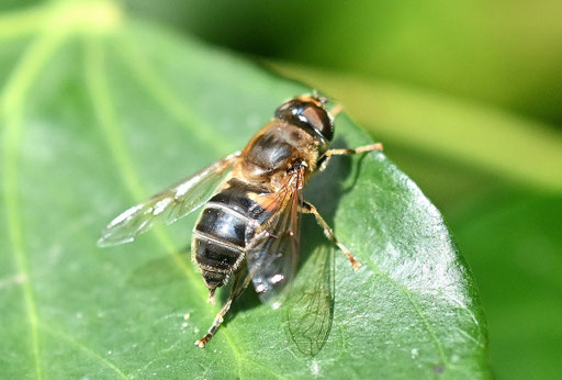 Eristalis pertinax - Gemeine Keilfleckschwebfliege; auf einem Efeublatt ruhend bei Karlsbad-Spielberg (G. Franke, 03.11.2024) Fühlerborste gefiedert, Tarsen der Vorderbeine gelb, Länge hier ca. 12 mm