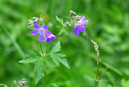 Wald-Storchschnabel - Geranium sylvaticum (G. Franke)
