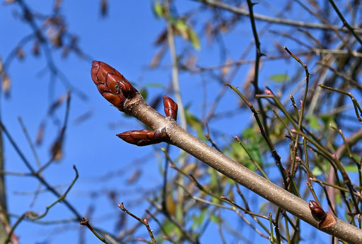 Gewöhnliche Rosskastanie - Aesculus hippocastanum; bei Karlsbad-Spielberg (G. Franke, 07.12.2023)