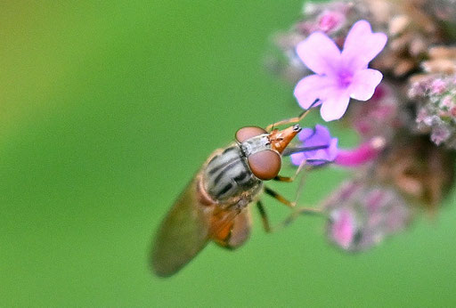 Rhingia campestris - Gemeine Schnauzenschwebfliege; Garten bei Karlsbad-Spielberg (G. Franke, 06.09.2024) vielen Dank für die Bestätigung bei iNaturalist