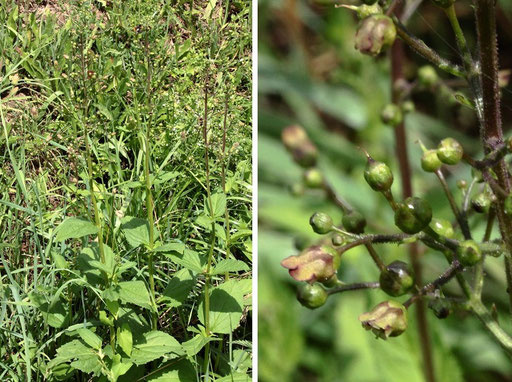 Knotige Braunwurz - Scrophularia nodosa; Wegrand bei Karlsbad-Spielberg (G. Franke, Juni 2022)