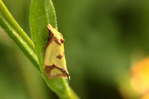 Schwefelgelber Flockenblumenwurzelfresser - Agapeta zoegana; Streuobstwiese bei Karlsbad-Spielberg (G. Franke, 12.08.2023)