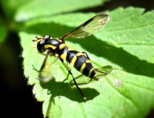 Prächtige Gelbrandschwebfliege - Xanthogramma dives; Waldwegrand bei Dietenhausen (G. Franke, 19.05.2024)