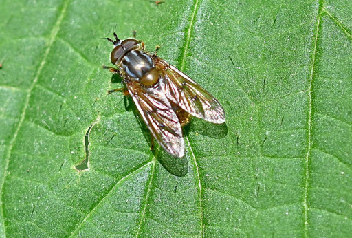 Gemeine Goldschwebfliege - Ferdinandea cuprea; Waldwegrand bei Karlsbad-Spielberg (G. Franke, 18.05.2025) - Fühlerborste schwarz statt rötlich, wie bei folgender Art