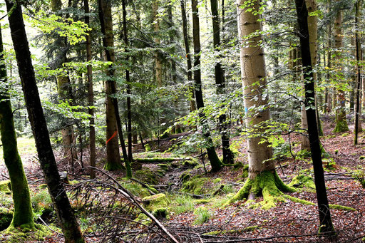 bei Straubenhardt (G. Franke, 24.09.2024)