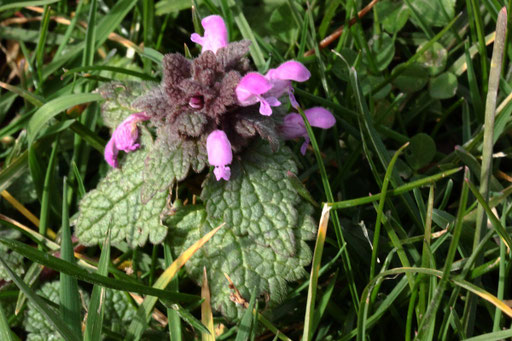 Rote Taubnessel - Lamium purpureum; bei Karlsbad-Spielberg (G. Franke, 24.02.2022)