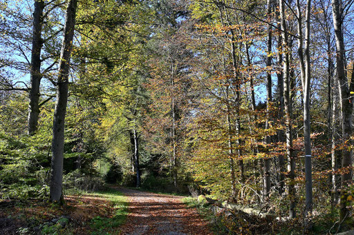 herbstlicher Mischwald bei Karlsbad-Spielberg (G. Franke, 23.10.2024)