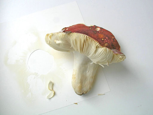 Bild 1 – Russula melliolens mit ausgefallenem Sporenstaub. Foto: Bernd Miggel.