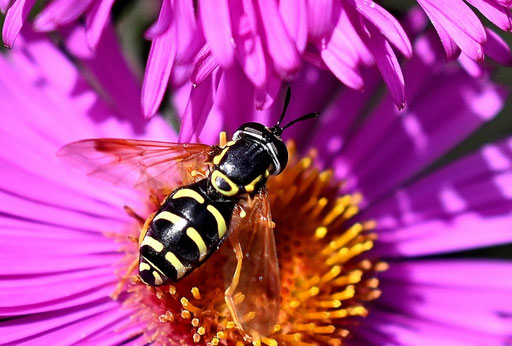 Späte Wespenschwebfliege - Chrysotoxum festivum; bei Karlsbad-Spielberg (G. Franke, 29.09.2024)