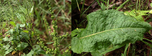 Stumpfblättriger Ampfer - Rumex obtusifolius; bei Karlsbad-Spielberg (G. Franke, Juni 2022)