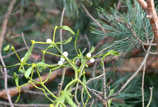 Kiefern-Mistel bei Waldbronn-Etzenrot