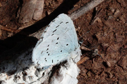 ein Faulbaum-Bläuling - Celastrina argiolus, Weg- und Gebüschrand nördlich von Feldrennach (G. Franke, 22.04.2023)