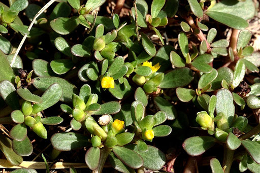 Portulak - Portulaca oleracea; Wegrand am Ortsausgang von Karlsbad-Spielberg (G. Franke, August 2022)