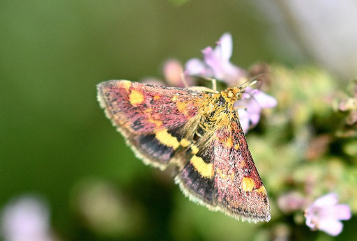 Gold-Zünsler - Pyrausta aurata; bei Karlsbad-Spielberg (G. Franke, 22.08.2024) Vielen Dank für die Bestätigung im Lepiforum