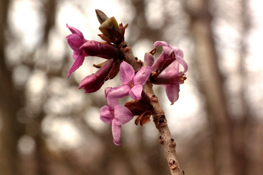 Gewöhnlicher Seidelbast - Daphne mezereum; lichter Laubwald bei Dietlingen (G. Franke, März 2018)