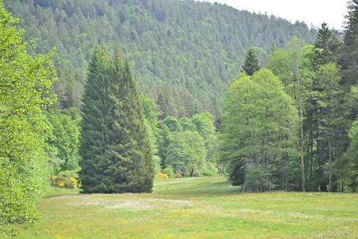 Eyachtal bei Dobel (G. Franke)