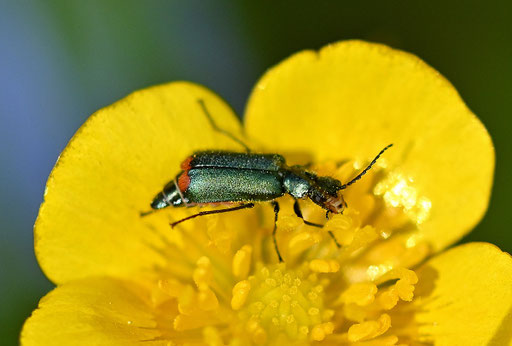 Zweifleckiger Zipfelkäfer - Malachius bipustulatus; bei Spielberg in einer Hahnenfußblüte (G. Franke, 05.05.2024)