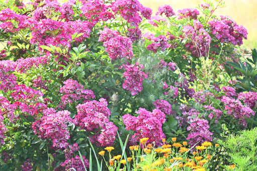 einfach blühende Büschelrosen und im Vordergrund Ringelblumen (G. Franke, 23.06.2025)