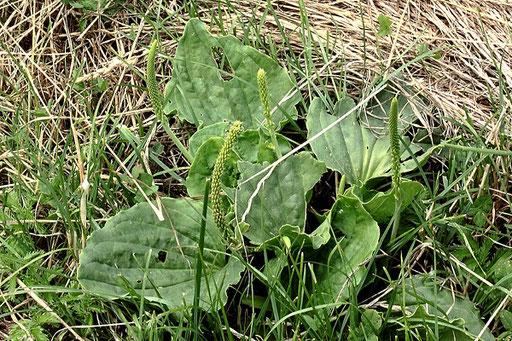 Großer Wegerich (Breitwegerich) - Plantago major; Wiesenrand bei Karlsbad-Spielberg (G. Franke, Juni 2022)