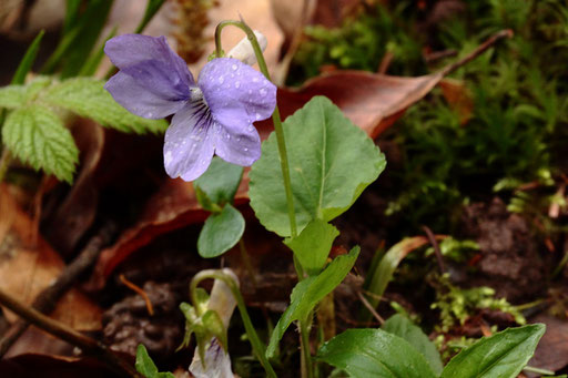 Hain-Veilchen - Viola riviniana; Waldwegrand bei Karlsbad-Spielberg (G. Franke, 29.04.2023)