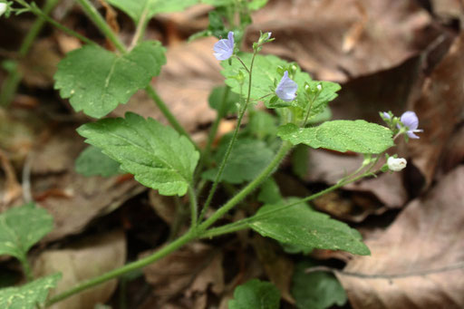 Berg-Ehrenpreis - Veronica montana; Waldwegrand bei Dietenhausen (G. Franke, 25.04.2018)