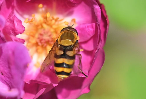 Die Große Schwebfliege - Syrphus ribesii; an einer Rosenblüte (G. Franke, 23.06.2025)