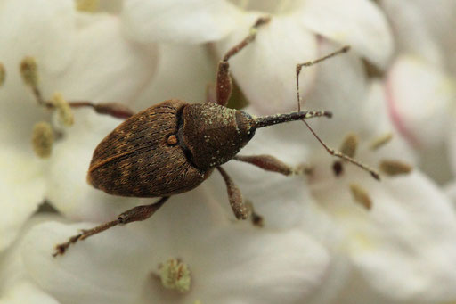 Haselnussbohrer - Curculio nucum; Garten bei Karlsbad-Spielberg (G. Franke, 29.04.2023) Danke für die Bestätigung durch kerbtier.de