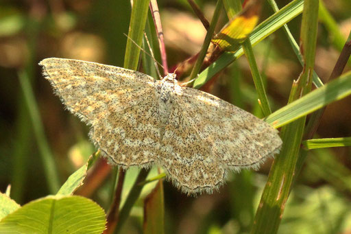 Marmorierter Kleinspanner - Scopula immorata; Streuobstwiese bei Karlsbad-Spielberg (G. Franke, 05.08.2023) Danke für die Bestimmungshilfe im Lepiforum